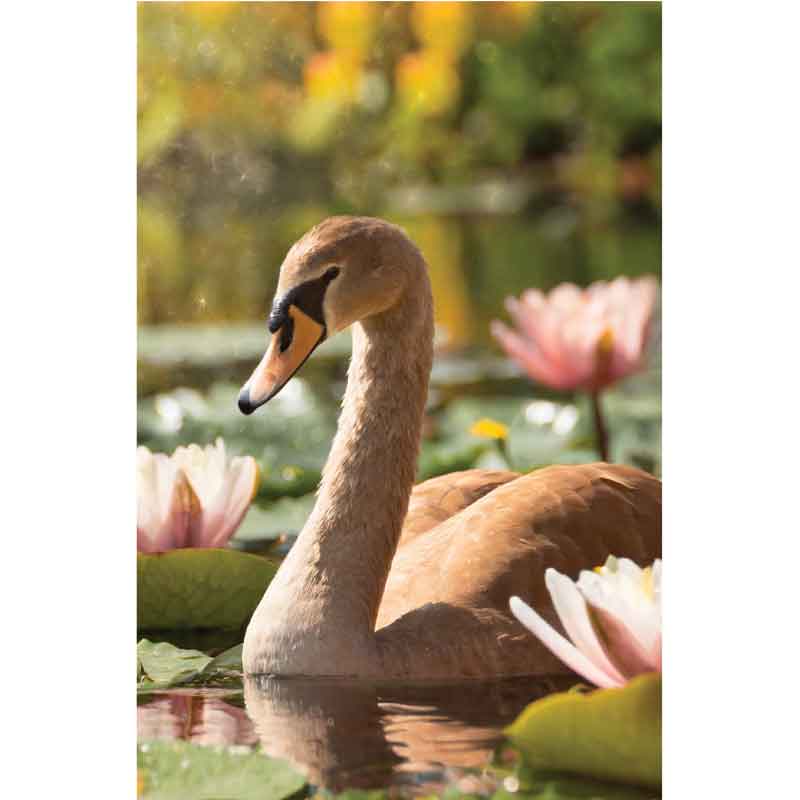 C50 SWAN BLANK CARD 6S
