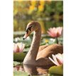 C50 SWAN BLANK CARD 6S