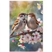 C50 KISSING BIRDS BLANK CARD 6S