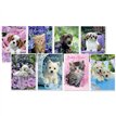 C50 WAGS & WHISKERS BIRTHDAY ASSORTMENT SIMON ELVIN 6S