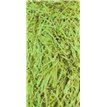 LIGHT GREEN SHREDDED TISSUE  6S
