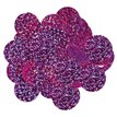 14G 10MM HOLOGRAPHIC FUCHSIA CONFETTI