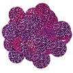 14G 25MM HOLOGRAPHIC FUCHSIA CONFETTI