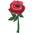 PAINTED ROSE FOIL MULTI BALLOON