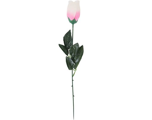 PINK ROSE IN ACETATE BOX 24S