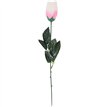 PINK ROSE IN ACETATE BOX 24S
