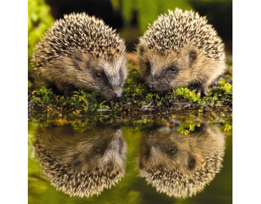 RSPCA Cards