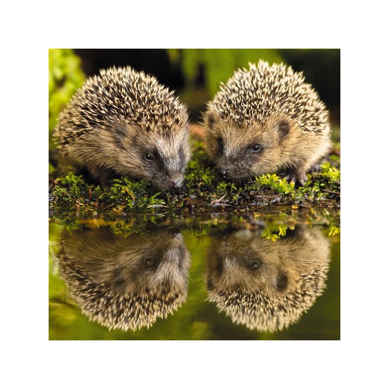RSPCA Cards