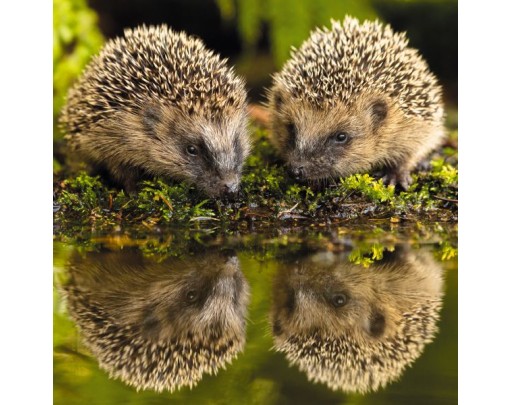 RSPCA Cards