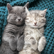 RSPCA Cards