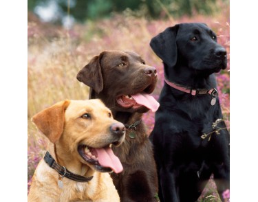 RSPCA Cards