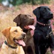 RSPCA Cards